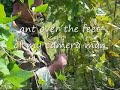 how to harvest stringbeans