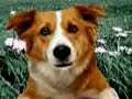 Video divertenti - Cane Malandrino