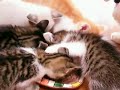 FUCHAGI's family Vol.75