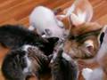 FUCHAGI's family Vol.75