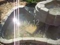pond fish pond fish
