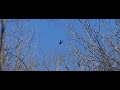 Carrion Crow Carrion Crow