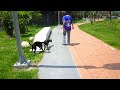 Click here to watch this video Audie and Hadie walking on leash