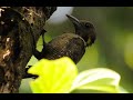 Buff-necked Woodpecker