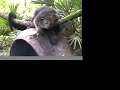The \"Other\" Animals- Big Cat TV