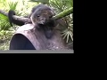 The Other Animals- Big Cat TV