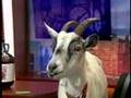 Funny Country Western Parody WGN Morning News