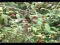 Programa de Abonos Organicos