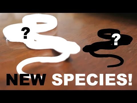 YouTube reptile video