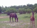 Horses Farm Austria 3