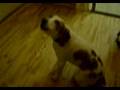 Beagle video