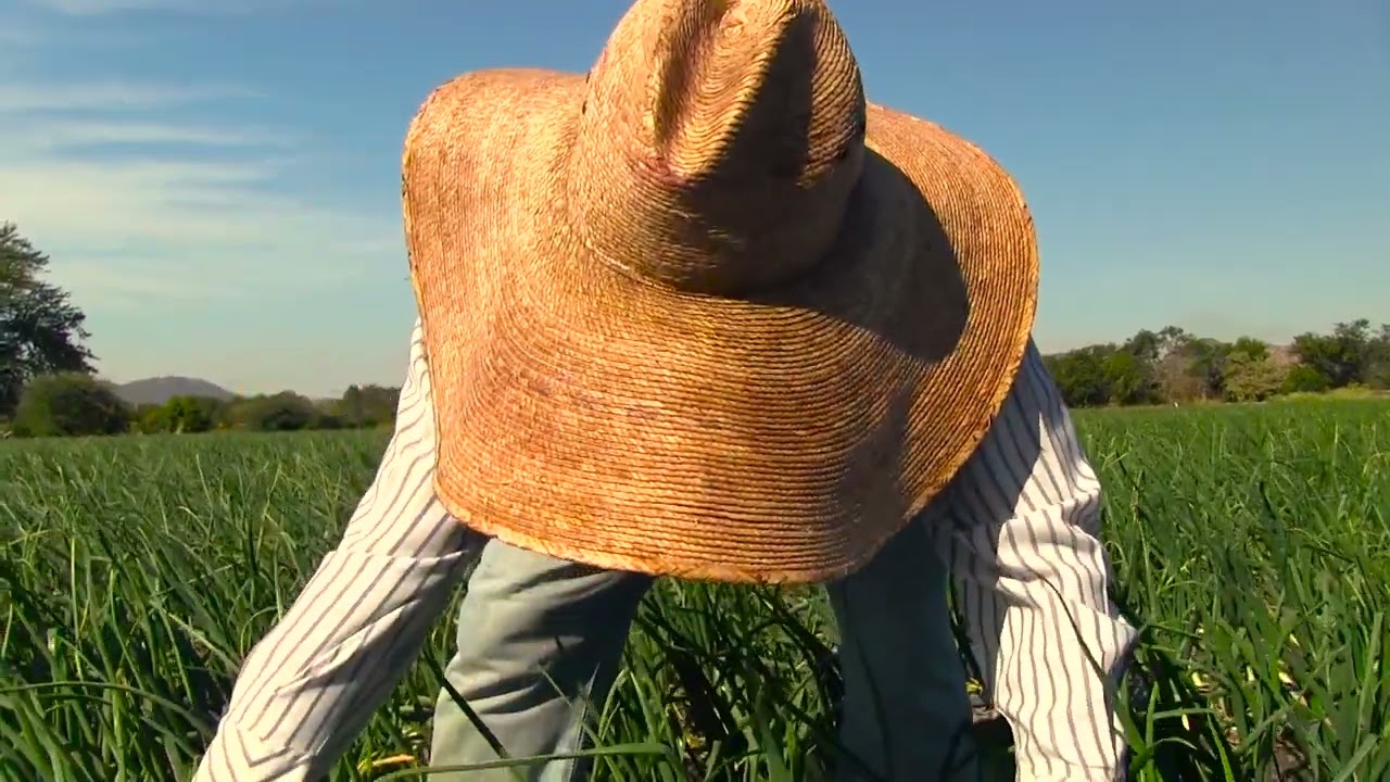 SQM - Cultivo de cebolla