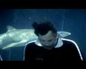 stuntmail shark stuntmail shark
