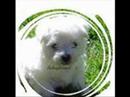 animal cruelity must stop...