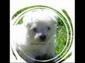 animal cruelity must stop...