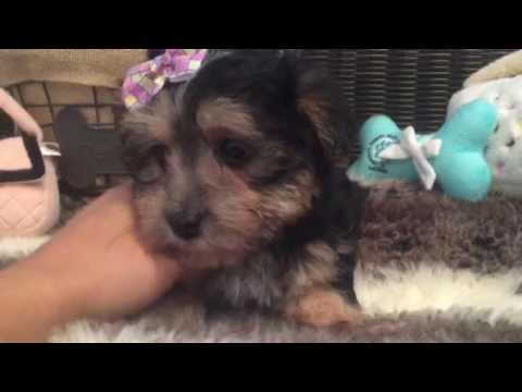 Perfect lap dog, Morkie puppy