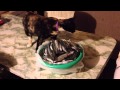 La Katty saboreandose los 204 Grunions XD