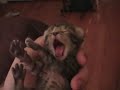 tired kitties