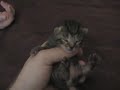 Tired Kitties