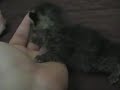 tired kitties