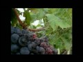 Mirco I uploaded a YouTube video -- Fortana videovendemmia 2009 http://bit.ly/9q0yv.