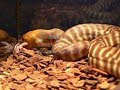 Male Woma Eats Rat Pup Male Woma Eats Rat Pup
