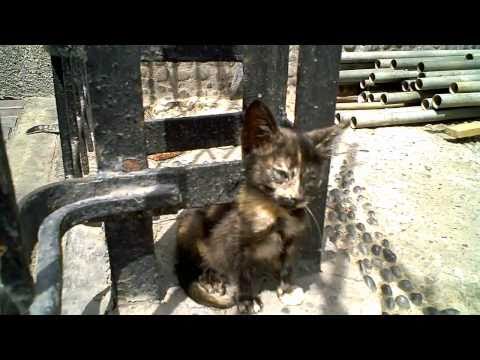 ¿Quieres saber cuántos gatos hay en el parque Kennedy de Miraflores?