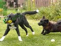 Game between two puppies.