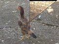 Gallinas finas de pelea asil