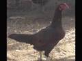 Gallinas finas de pelea asil