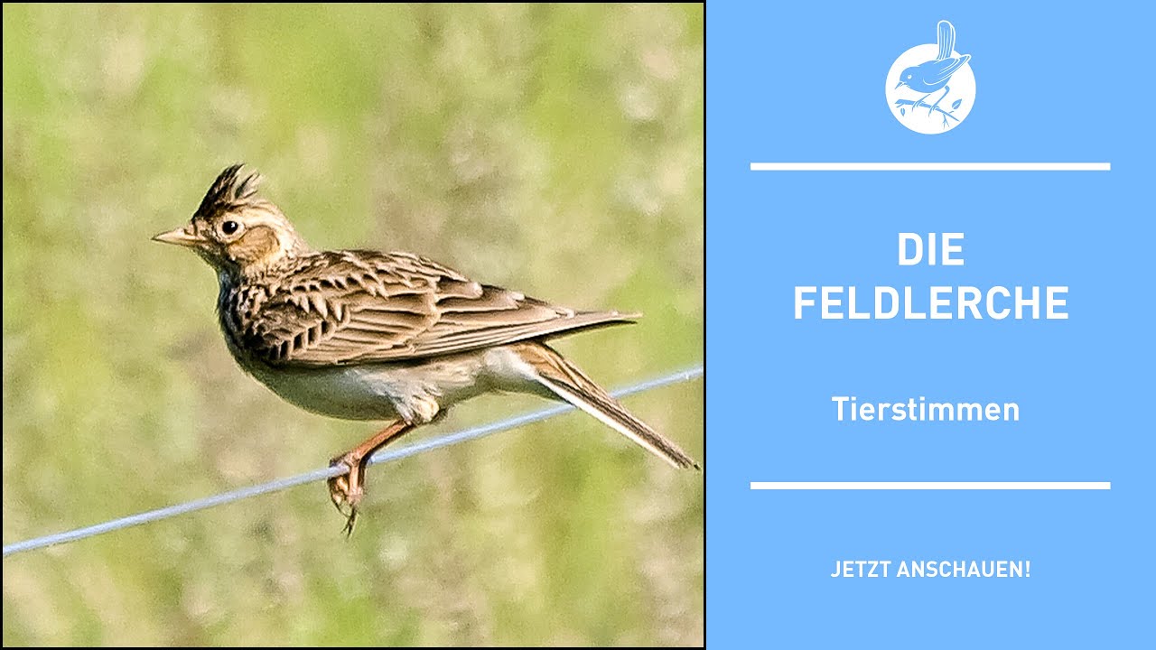 Vogelstimmen: Die Feldlerche - Skylark - Alauda arvensis (4k)