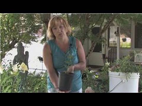 how to replant rose trees