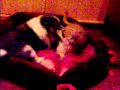 Ashley en Sterre