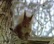 Talking Squirrel!