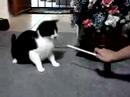 Cat Fighting with a Straw Cat Fighting with a Straw
