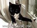 minnos curtain