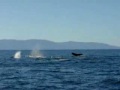 HumpBack Whales HumpBack Whales