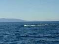HumpBack Whales