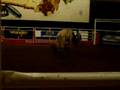videos de Bullridin at Billy Bobs