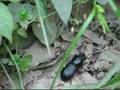 Beetle White Pines 6439
