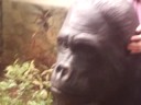 kakak anjali dan gorilla
