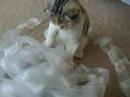 sachi - scottish fold kitten plays with ribbon - part 1