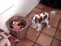 Fifi's Choice