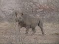Dawn in Africa, KrugerPark