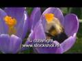hommel - bumblebee - bombus