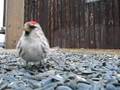 Birds at ground feeder