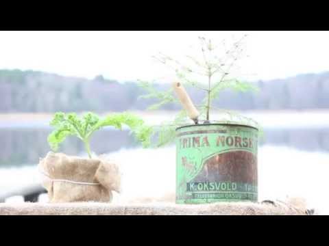 how to replant xmas tree
