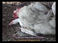 Click here to watch this video ternakan itik angsa dan ayam mutiara di masiranfarm