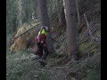 baum fällen 2