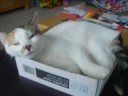 FUNNY KITTY - What's the title for this video?